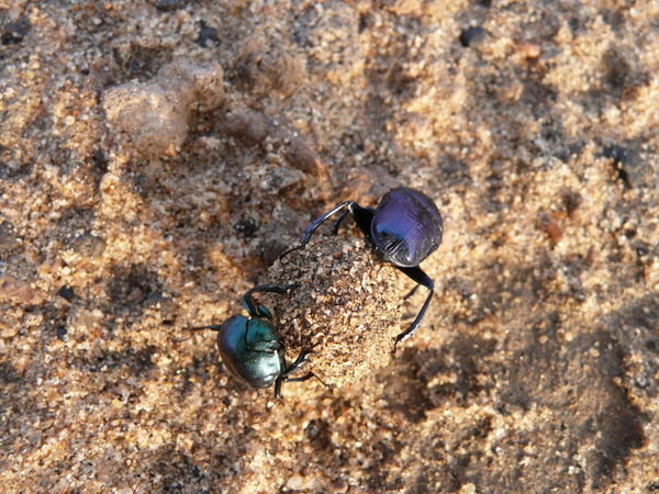 Dung beetles found a supply!