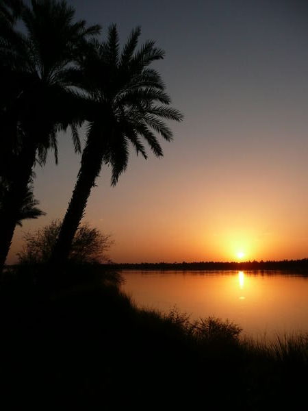 Date palms, sunset, the Nile