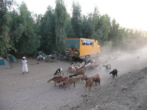 Bushcamping in the path of cattle hearders