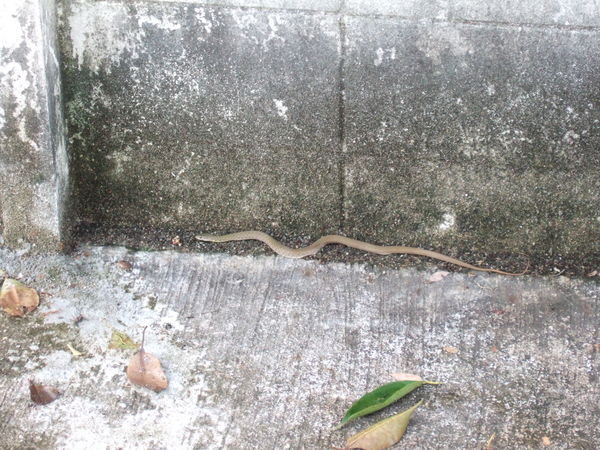 The cheeky snake that ran over my foot!
