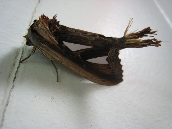 A moth from Mulu