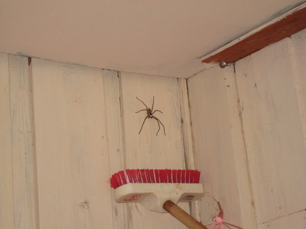 Largest spider I have ever seen