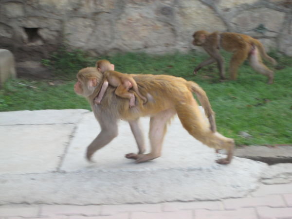 Monkeys on the run