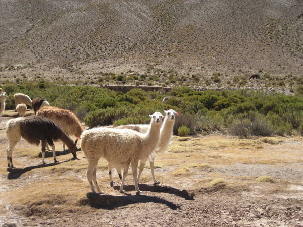 Posing llamas