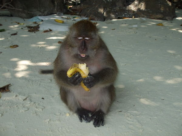 One of the monkeys on Monkey Beach