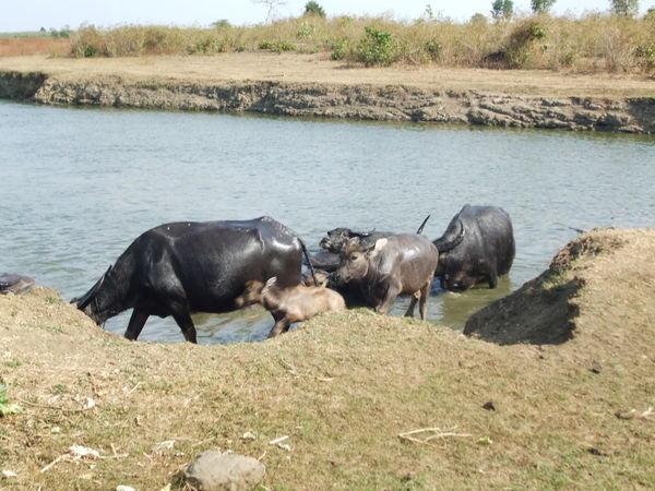 Water buffalo were everywhere!