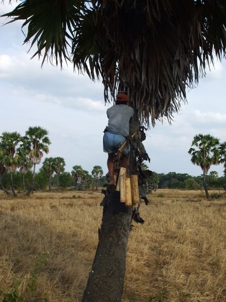 A guy collecting palm sugar