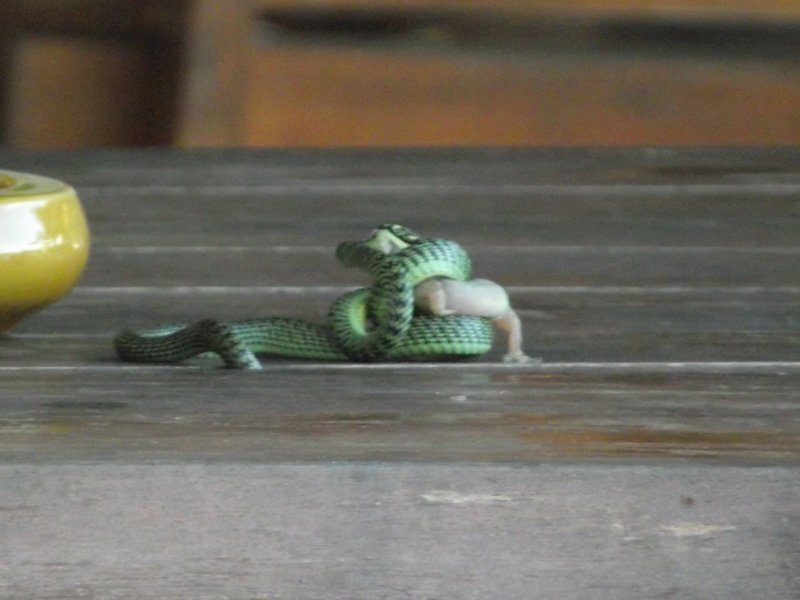 A snake in the restaurant