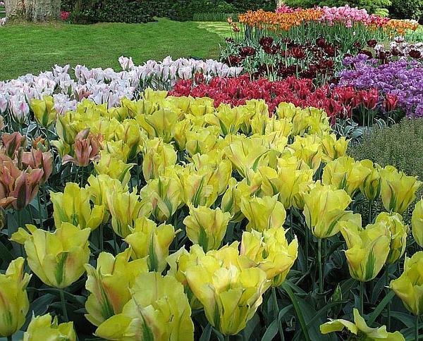 Tulips of every shape and color