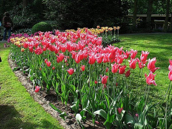 Rows of Tulips Everywhere