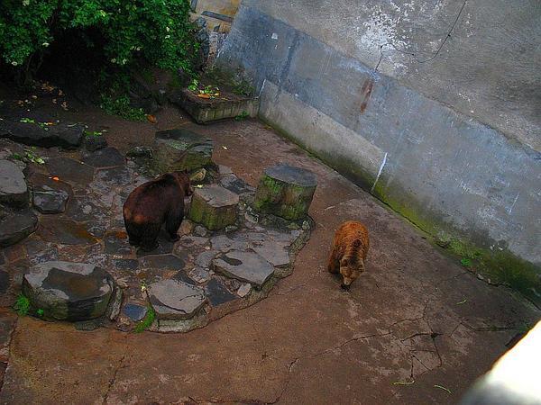 The Bear Moat