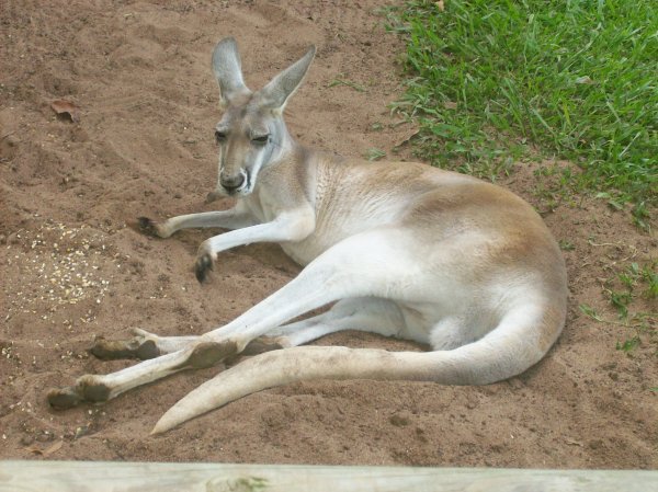 Kangaroo Taking it easy