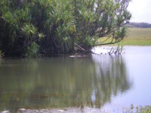 Yellow Water in Kakadu
