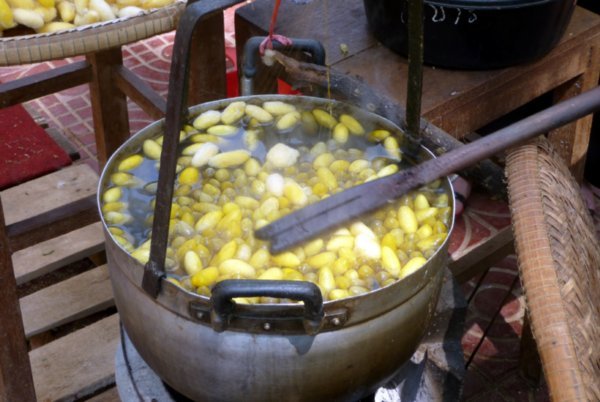boiling the silk cocoons