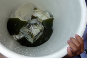 strange green jelly-like food in a bucket