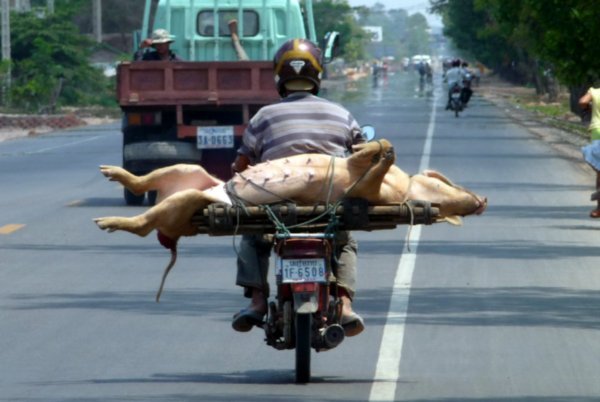 I doubt the pig is enjoying the ride