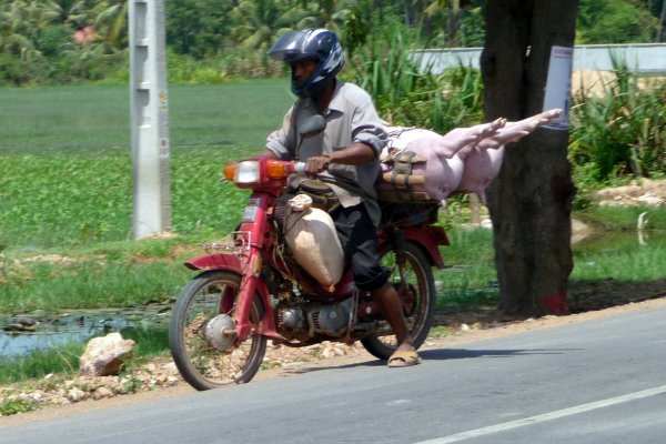 More pigs on a moto