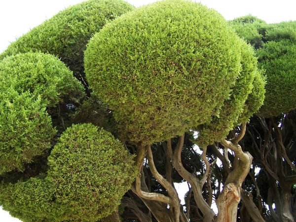 Arboles en el Parque del Retiro | Photo