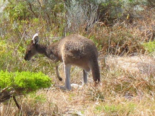 Kangaroo just outside our hostel