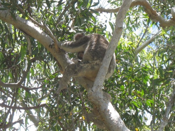The life of a Koala...