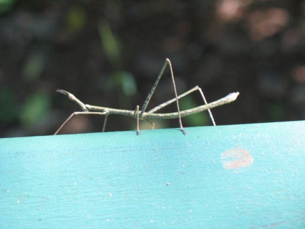 Stick Insect found along the way