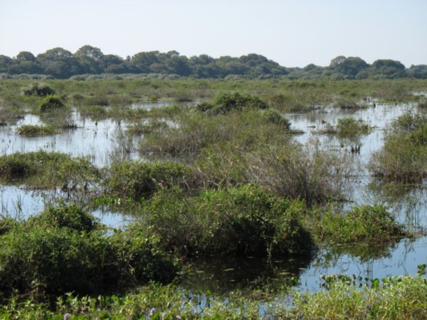 The Pantanal... endless wetlands