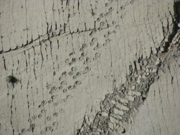 Dino footprints up close