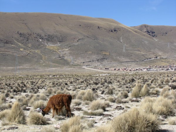 Llamas on the way to Uyuni