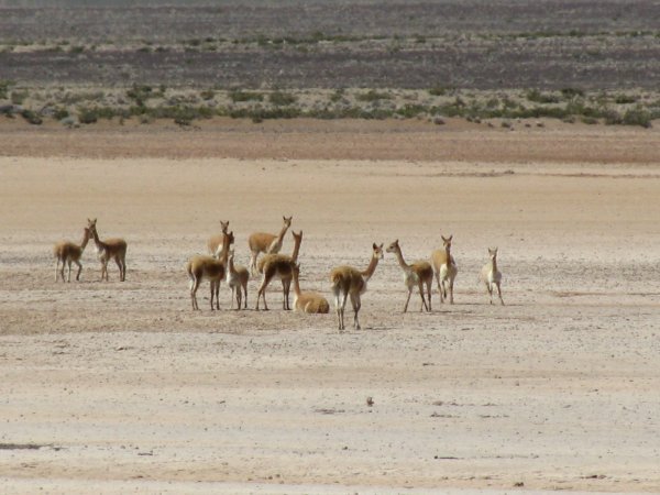 Pack of vicunas on the way to the Colca Canyon