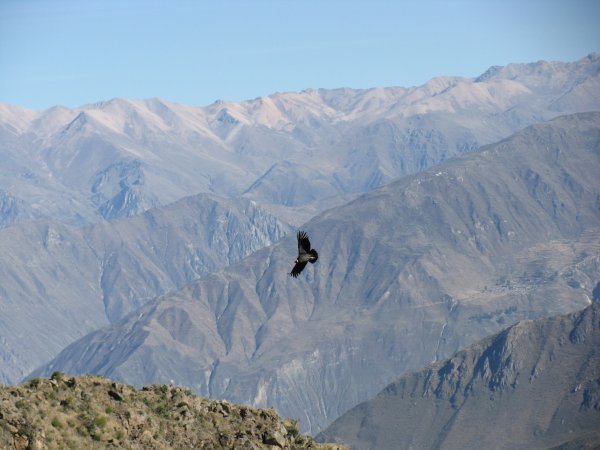 Condor against the backdrop of the Colca Canyon