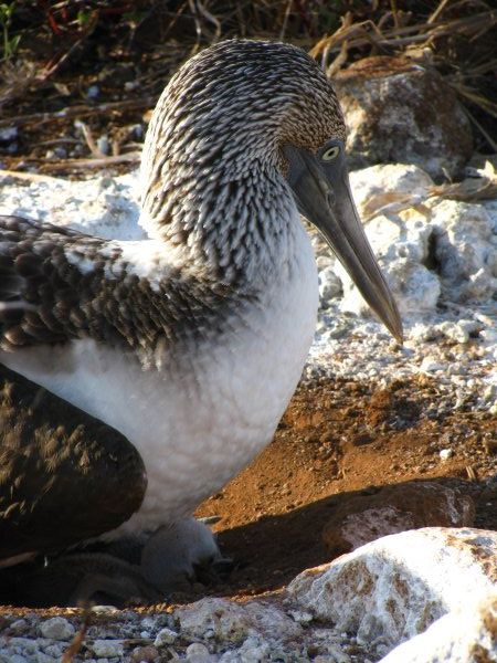 Blue Footed Booby and chick