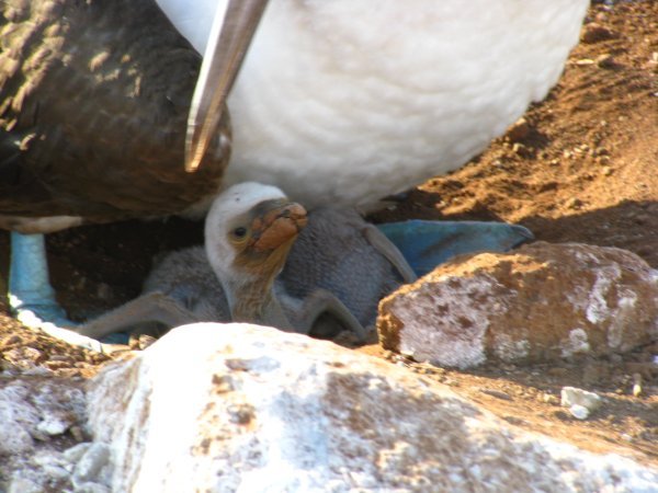 Close up of the Blue Footed Booby chick