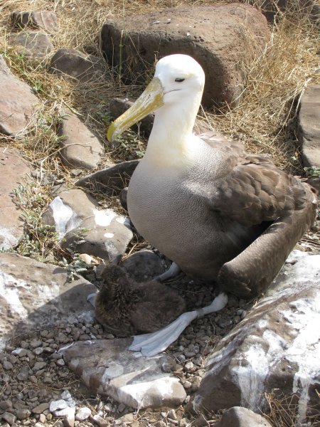 Waved Albatross and chick
