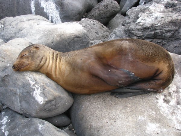 Sea Lion somehow sleeping across the rocks
