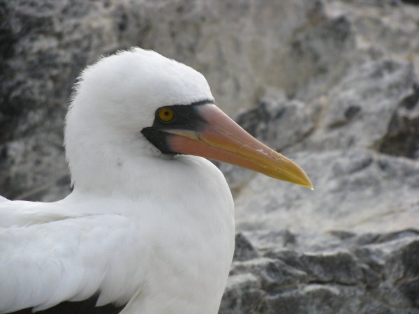 Up close to a Nazca Booby