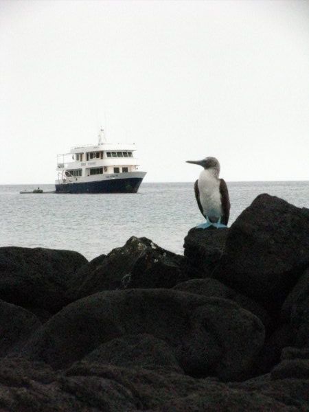Blue Footed Booby posing perfectly next to our boat
