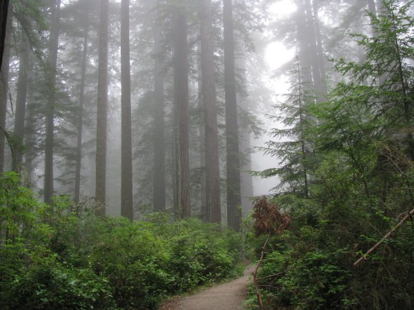 Eerie fog in the Redwood forests