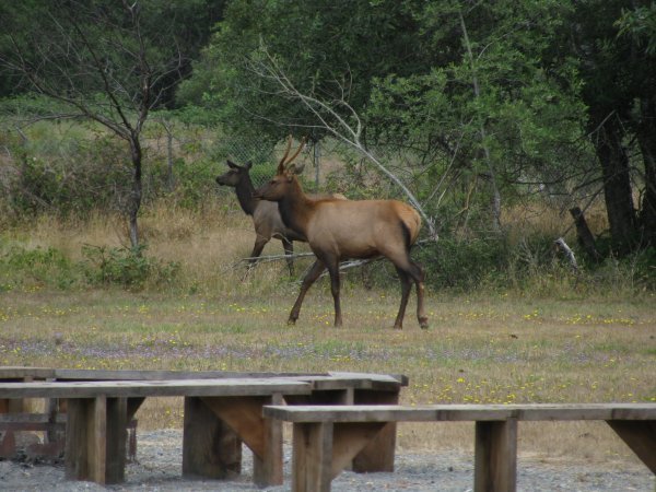 One of the Elk roaming near the forests