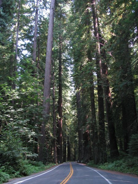 Driving down the Avenue of the Giants