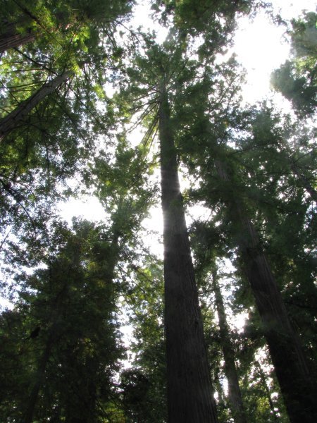 Looking up to the top of the giant trees