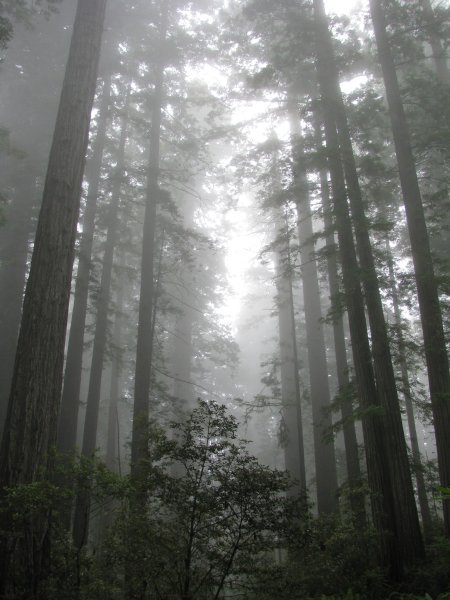 Mysterious looking trees with the fog rolling in