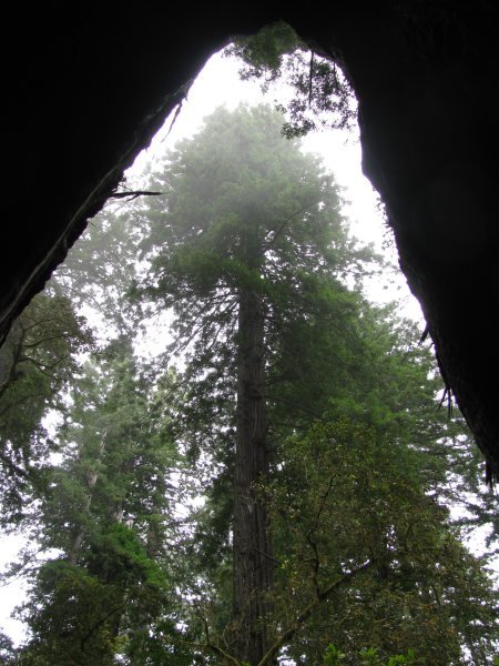 Inside the trunk of a Redwood, looking upo at the forests