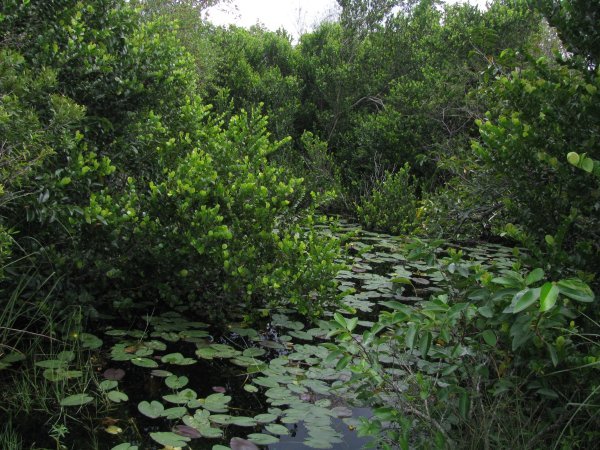 Alligator hole in the Everglads