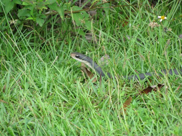 The Southern Black Racer