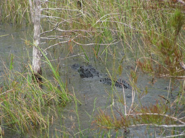 Alligator cruising the waters of the Everglades