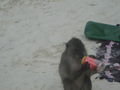 Monkey drinking can of coke