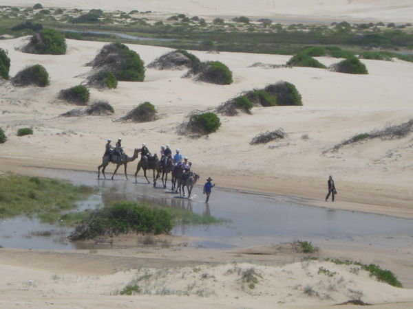 Camels in the dunes