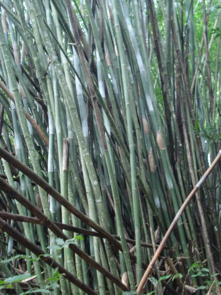 Bamboo growing in jungle