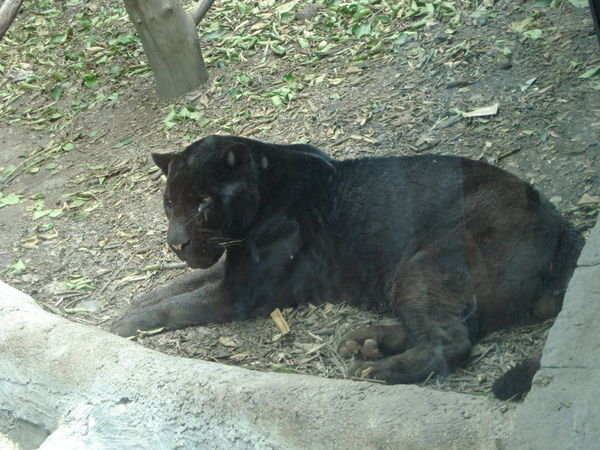 Jaguar - Mexico Zoo