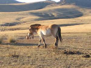 Wild Horse Sanctuary